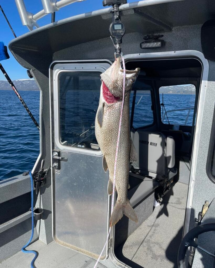 Large Lake Trout weighing over 10 pounds hanging on scale aboard Tahoe charter