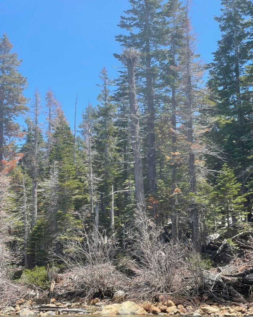 Bald eagle nest atop pine tree along the Lake Tahoe shoreline