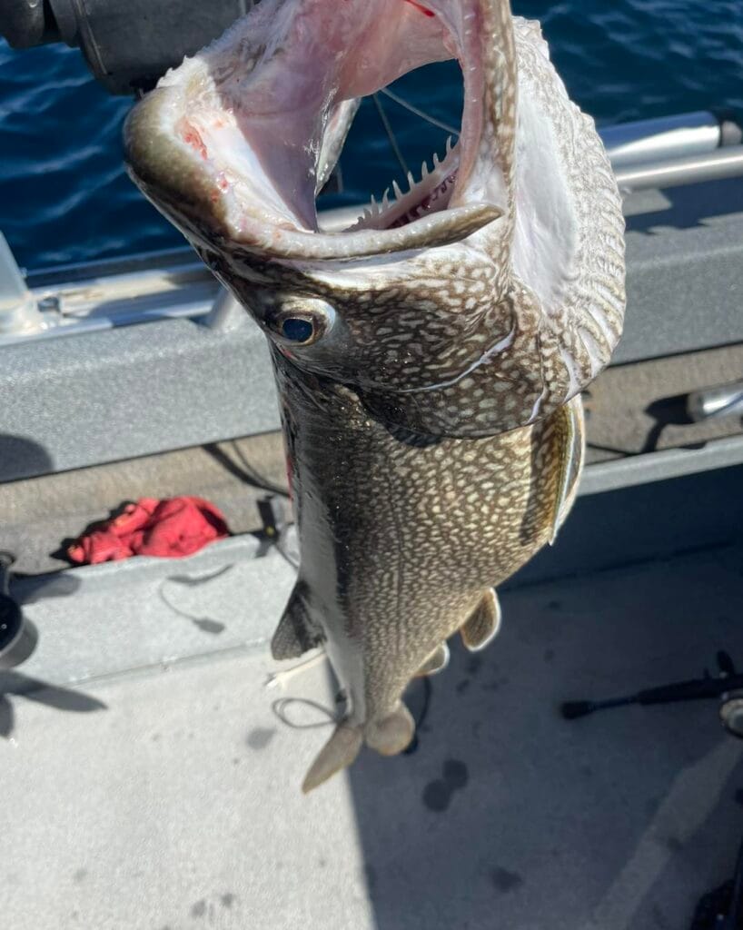 Close-up of Lake Trout with open mouth caught on Lake Tahoe charter