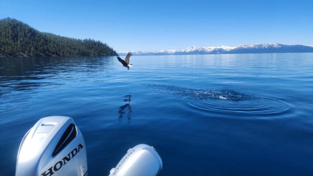 Bald eagle flying low over Lake Tahoe near Emerald Bay on a calm morning