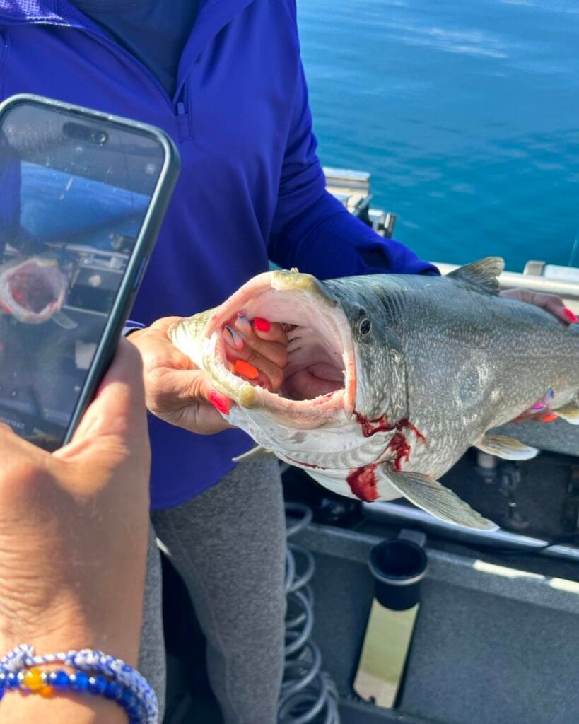 Close-up of Lake Trout being photographed with mouth open on Tahoe fishing trip